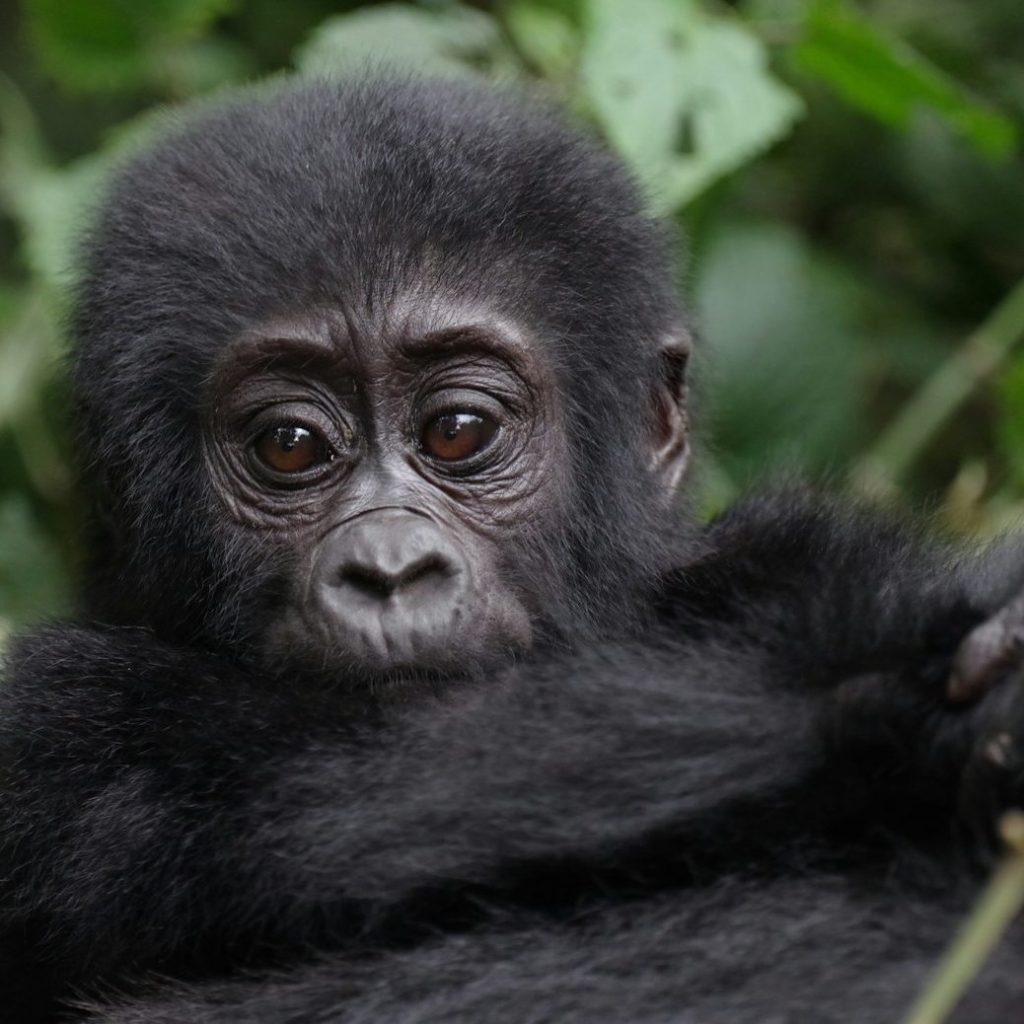 a close up of a monkey with a bush in the background