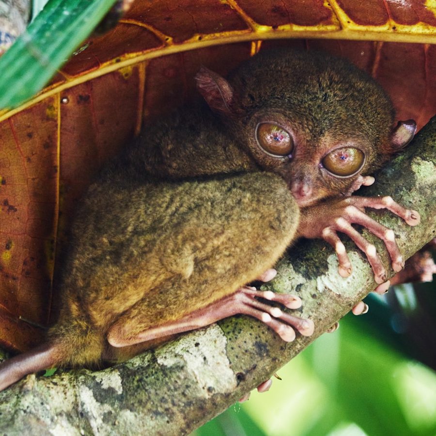 tarsier on tree