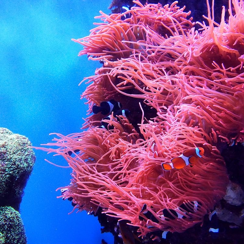 school of fish underwater