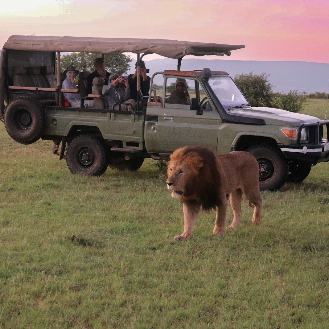 a group of people in a safari vehicle with a lion