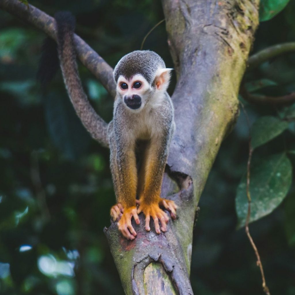 brown monkey in tree